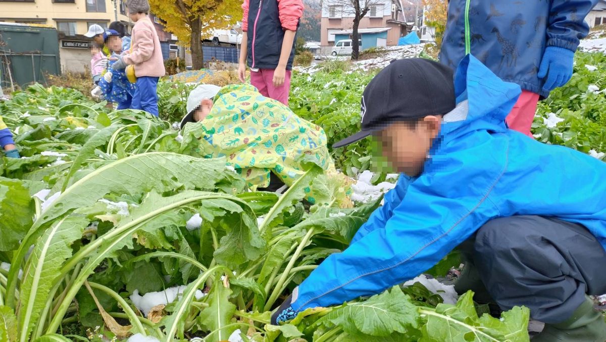 野沢菜収穫を行いました